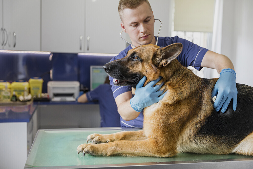 Veterinarian with German Shephard